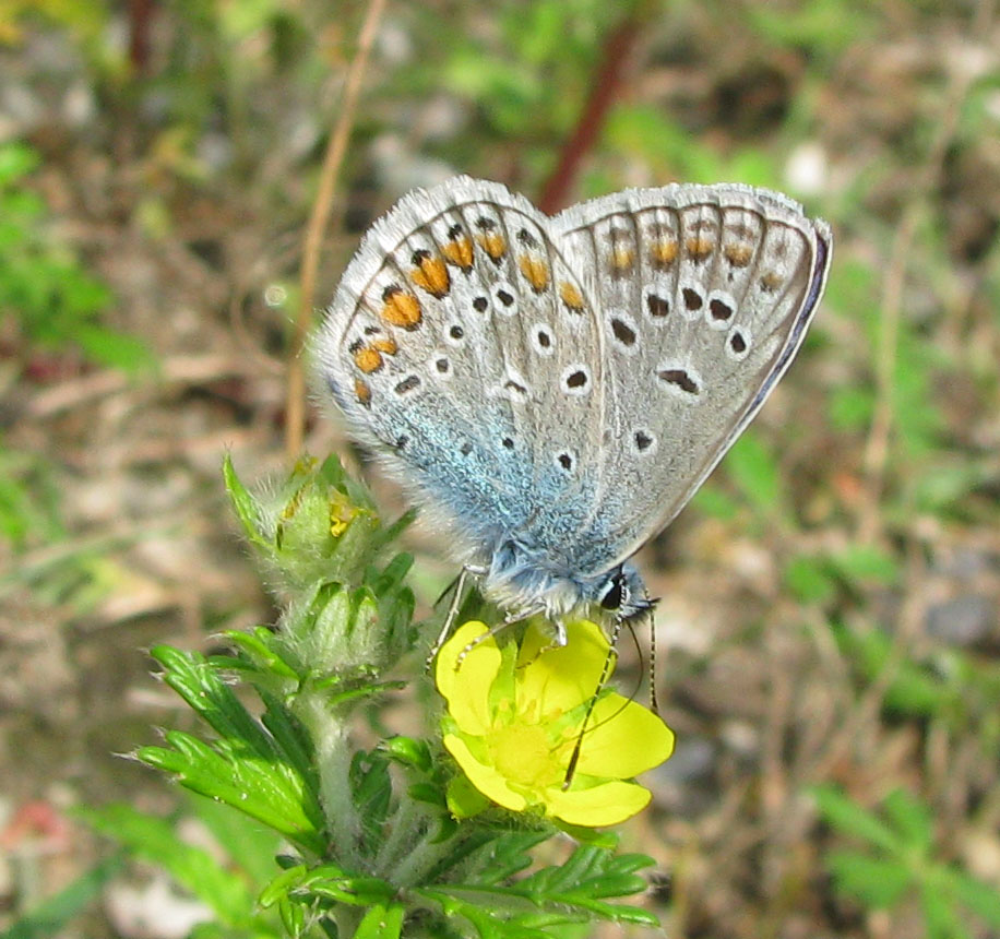 Polyommatus icarus